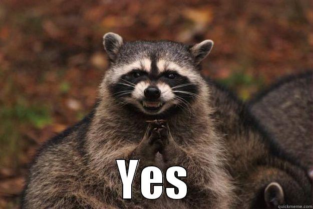 YES Evil Plotting Raccoon