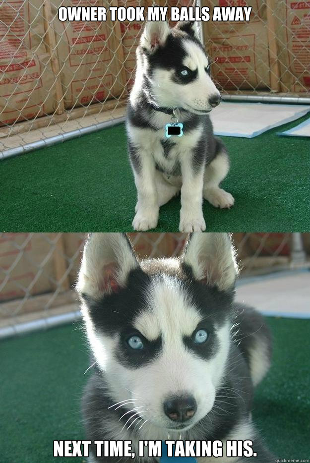 Owner took my balls away next time, I'm taking his.   Insanity puppy