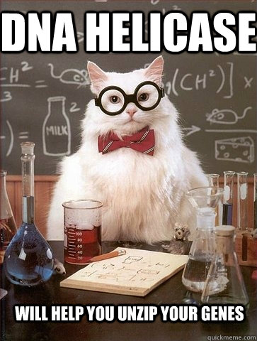 DNA Helicase Will help you unzip your genes  Chemistry Cat