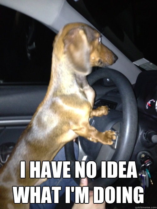  I have no idea what I'm doing -  I have no idea what I'm doing  Driving Dog