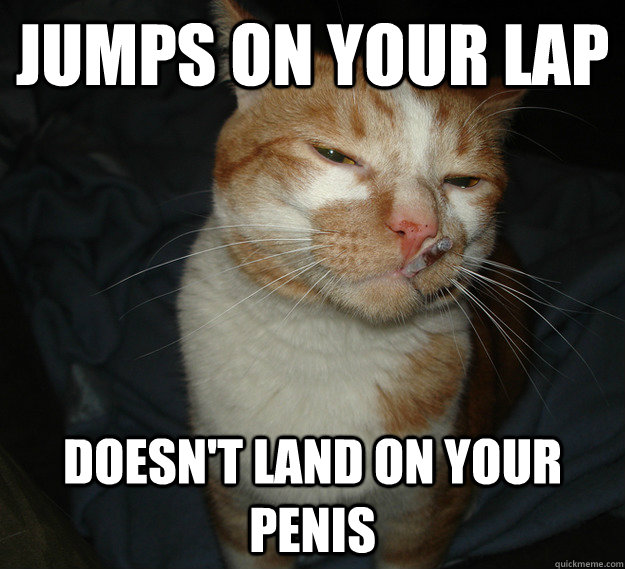 JUMPS ON YOUR LAP DOESN'T LAND ON YOUR PENIS  Cool Cat Craig