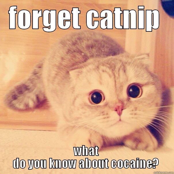 FORGET CATNIP WHAT DO YOU KNOW ABOUT COCAINE? Misc