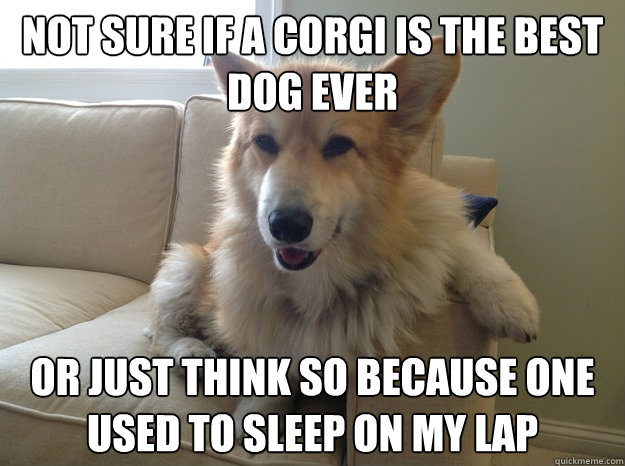 Not sure if a corgi is the best dog ever or just think so because one used to sleep on my lap - Not sure if a corgi is the best dog ever or just think so because one used to sleep on my lap  Bad Corgi