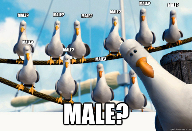 male? male? male? male? male? male? male? male? male? male?   Finding Nemo Mine Seagulls