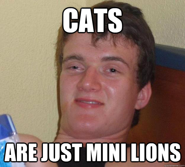 Cats Are Just Mini Lions - Cats Are Just Mini Lions  10 Guy