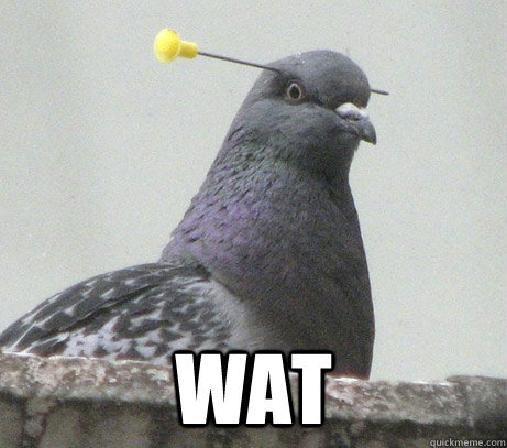  wat -  wat  wut pigeon