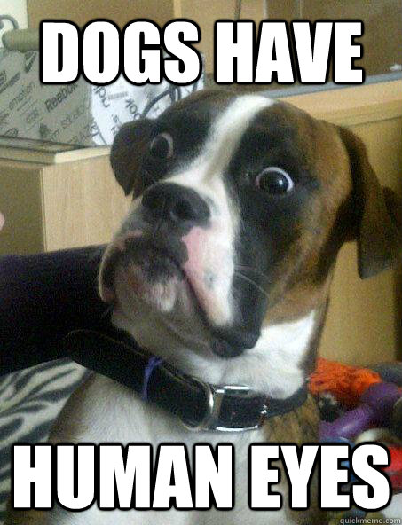 DOGS HAVE HUMAN EYES  Baffled boxer