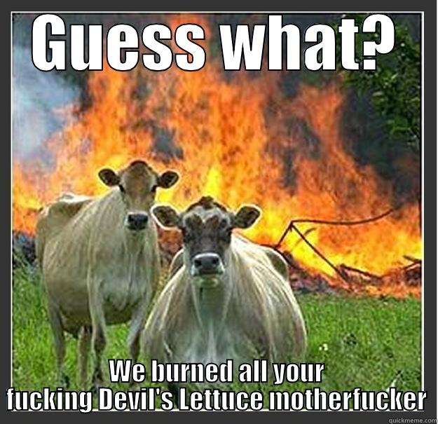 GUESS WHAT? WE BURNED ALL YOUR FUCKING DEVIL'S LETTUCE MOTHERFUCKER Evil cows