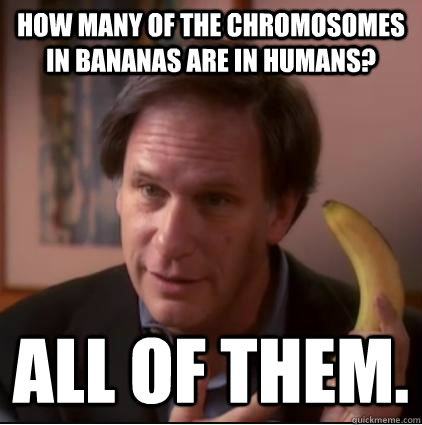 How many of the chromosomes in bananas are in humans? All of them.  Chromosome Carl