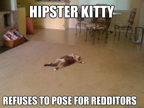 Hipster Kitty Refuses to pose for redditors  Down Cat