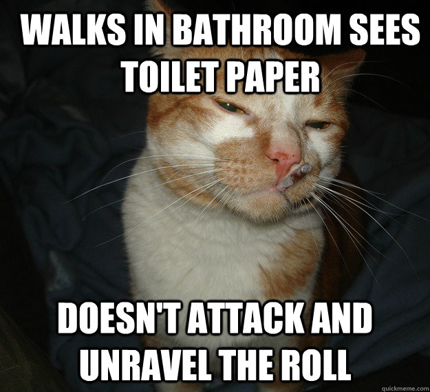walks in bathroom sees toilet paper doesn't attack and unravel the roll  Cool Cat Craig