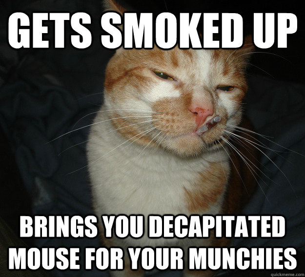 Gets smoked up brings you decapitated mouse for your munchies  Cool Cat Craig