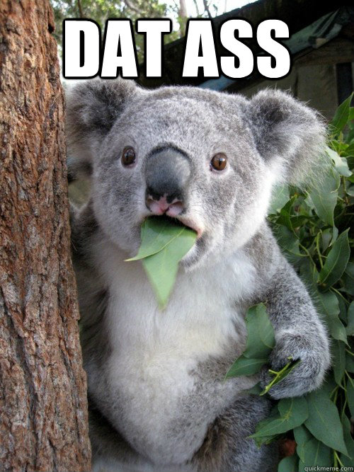 dat ass   koala bear