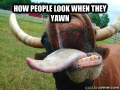 how people look when they yawn   Cow Yawning