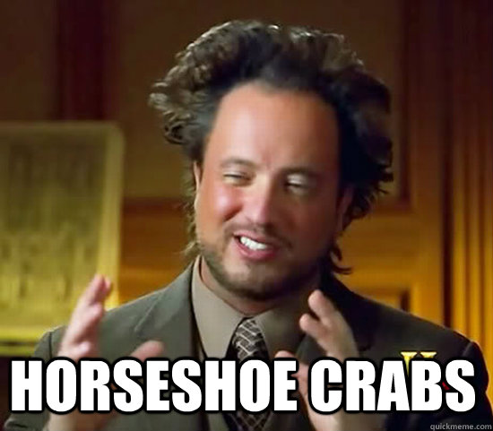  horseshoe crabs -  horseshoe crabs  Ancient Aliens