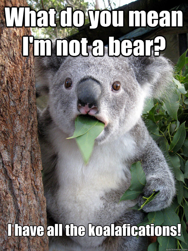 What do you mean I'm not a bear? I have all the koalafications!  