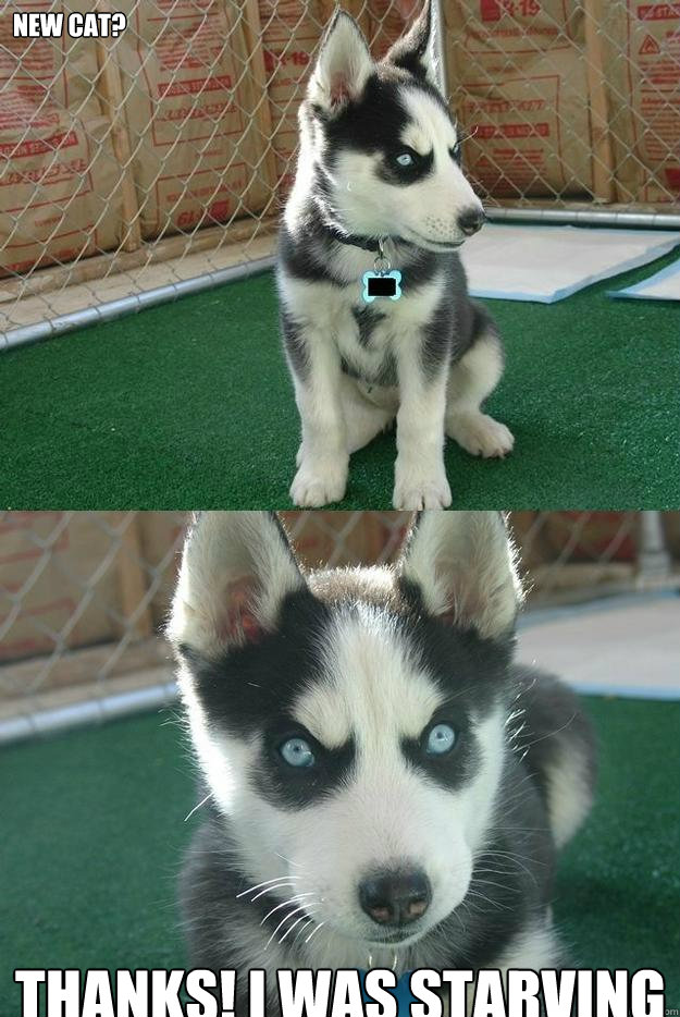 New cat? Thanks! I was starving  Insanity puppy