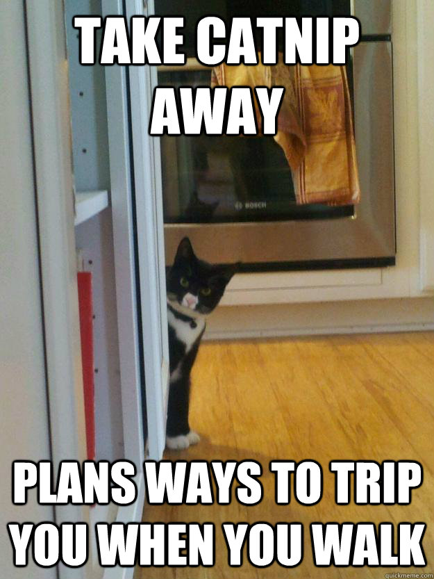 take catnip away plans ways to trip you when you walk  Evil Kitten