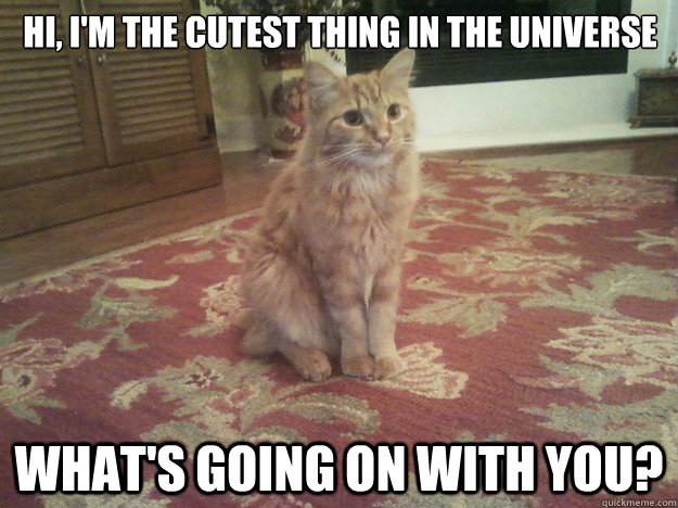 Hi, i'm the cutest thing in the universe What's going on with you? - Hi, i'm the cutest thing in the universe What's going on with you?  Tobias