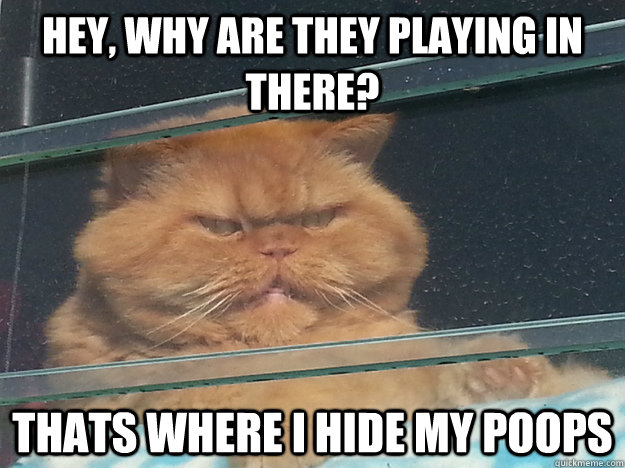 Hey, why are they playing in there? Thats where I hide my poops - Hey, why are they playing in there? Thats where I hide my poops  Misc