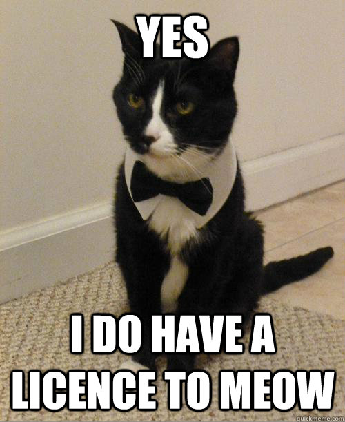 yes I DO HAVE A LICENCE TO MEOW  