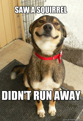 Saw a squirrel Didn't run away  Good Dog Greg