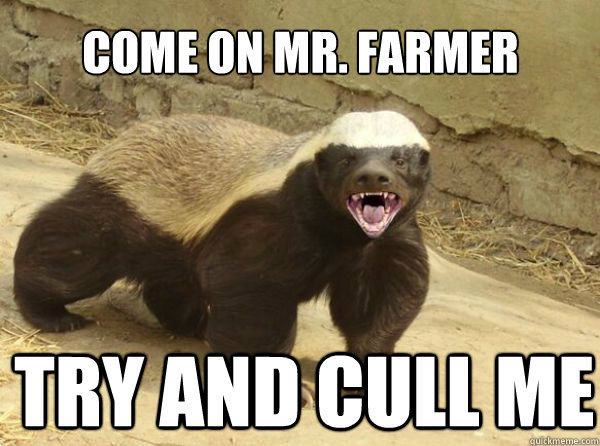 Come on Mr. Farmer Try and cull me  Honey Badger