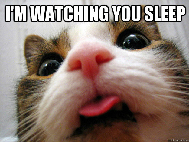 i'm watching you sleep   Creepy Cat