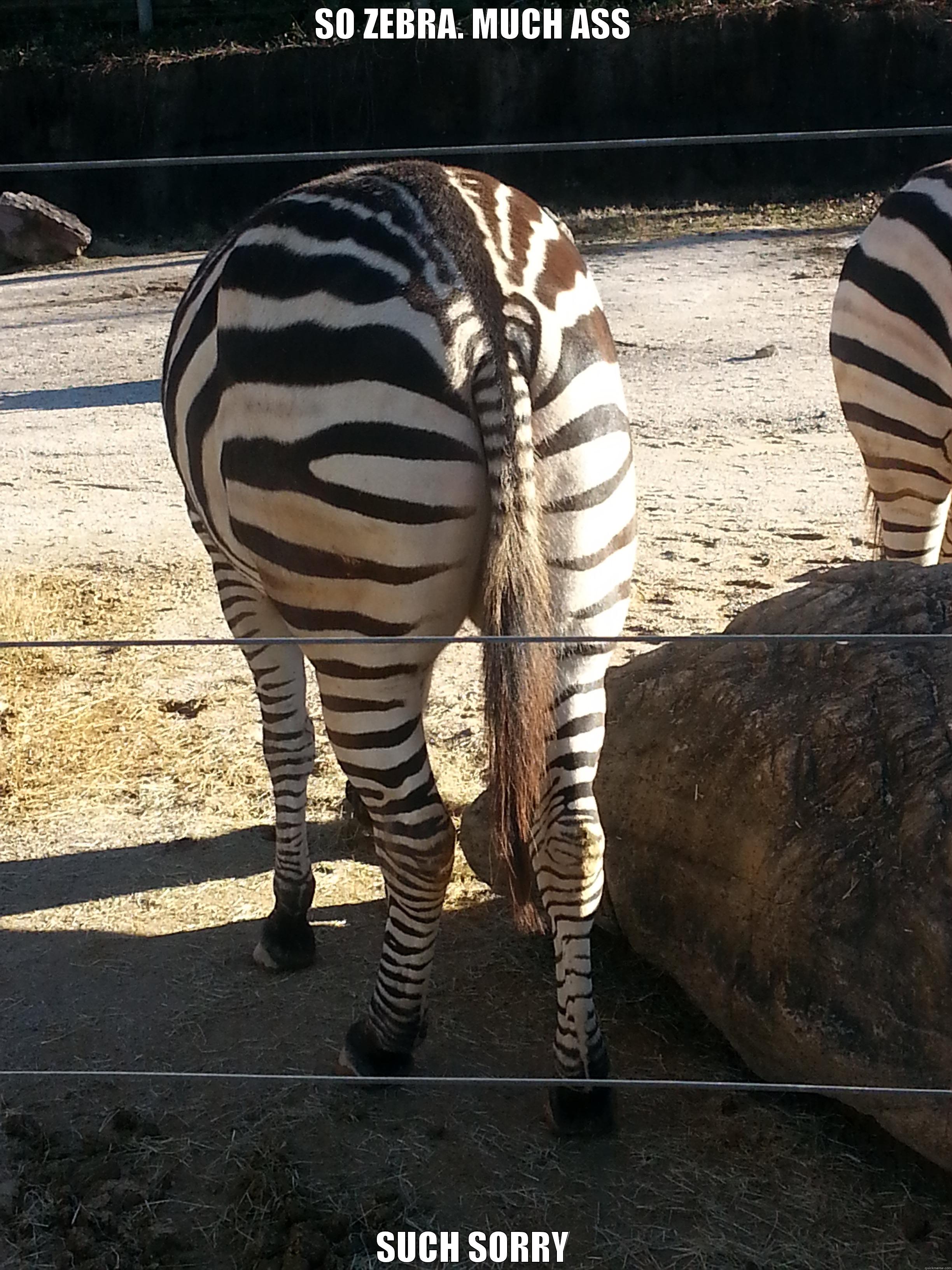 SO ZEBRA. MUCH ASS SUCH SORRY Misc