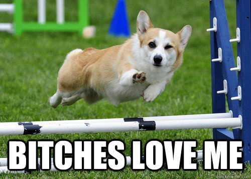  Bitches love me  Ridiculously Photogenic Dog
