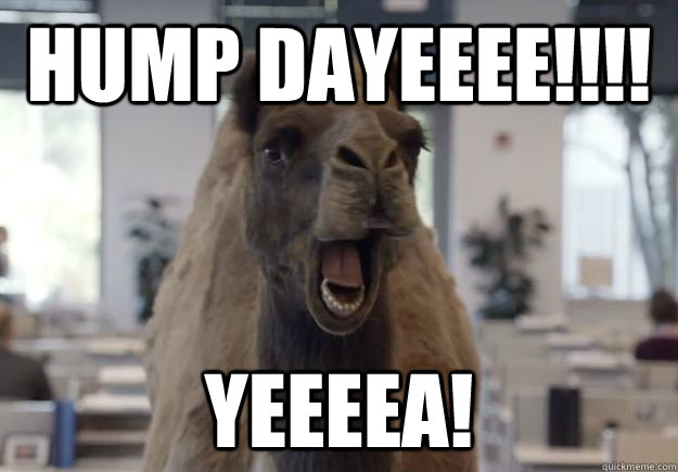 HUMP DAYEEEE!!!! YEEEEA! - HUMP DAYEEEE!!!! YEEEEA!  Geico Camel Hump Day