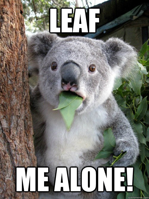 Leaf ME ALONE!  Surprised Koala