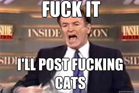 fuck it I'll post fucking cats  Fuck It Bill OReilly