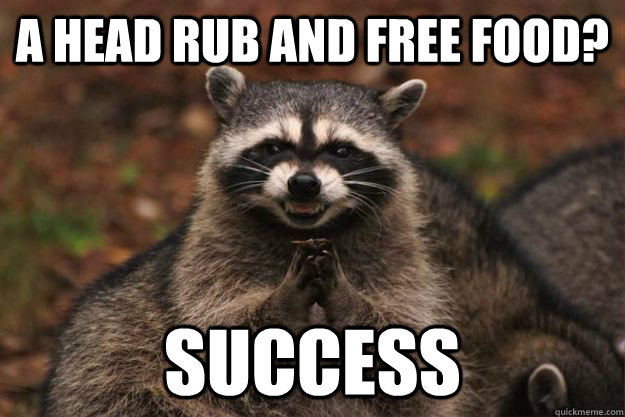 A head rub AND free food? Success - A head rub AND free food? Success  Evil Plotting Raccoon