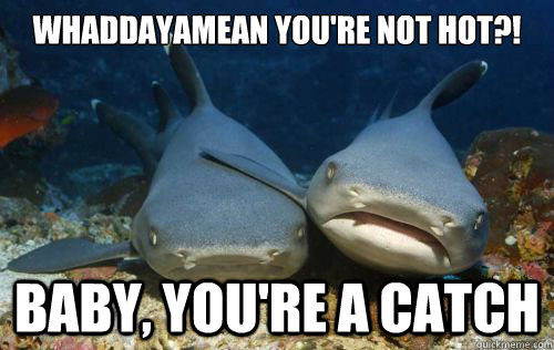 Whaddayamean you're not hot?! Baby, you're a catch  Compassionate Shark Friend