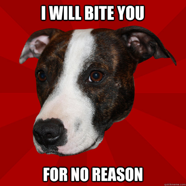 i will bite you for no reason  Vicious Pitbull Meme