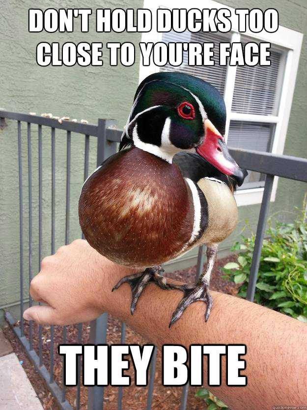 Don't hold ducks too close to you're face They Bite - Don't hold ducks too close to you're face They Bite  Actual Mallard Advice Mallard