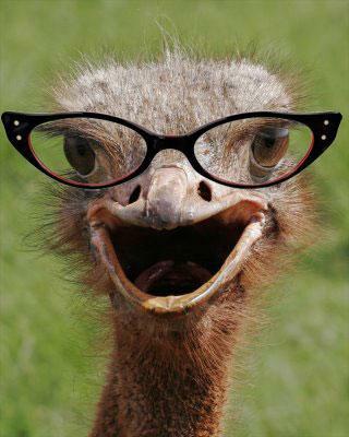 You are ... WOW !! -   Judgmental Bookseller Ostrich