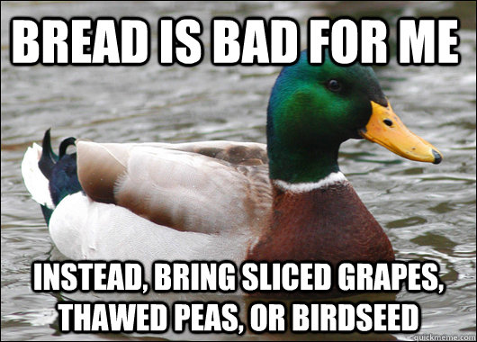 bread is bad for me instead, bring sliced grapes, thawed peas, or birdseed - bread is bad for me instead, bring sliced grapes, thawed peas, or birdseed  Actual Advice Mallard