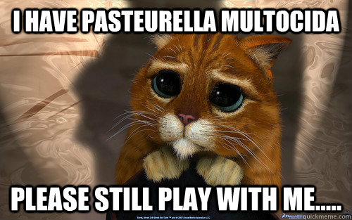 I have Pasteurella multocida Please still play with me.....  Sad cat