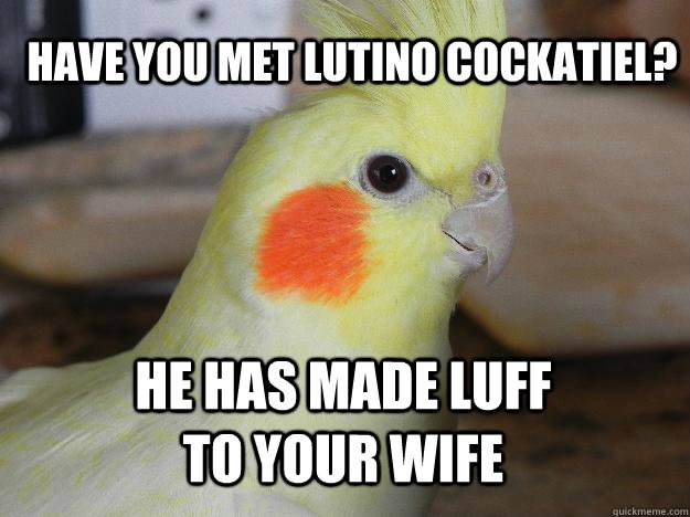 Have you met Lutino Cockatiel? He has made luff to your wife - Have you met Lutino Cockatiel? He has made luff to your wife  Lutino