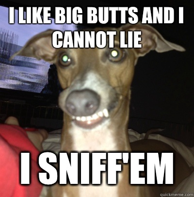 I like big butts and I cannot lie i sniff'em  