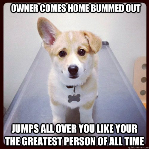 owner comes home bummed out jumps all over you like your the greatest person of all time  - owner comes home bummed out jumps all over you like your the greatest person of all time   Good Guy Dog