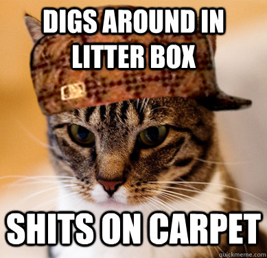 digs around in litter box shits on carpet  Scumbag Cat