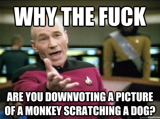 Why the fuck Are you downvoting a picture of a monkey scratching a dog?  Annoyed Picard HD