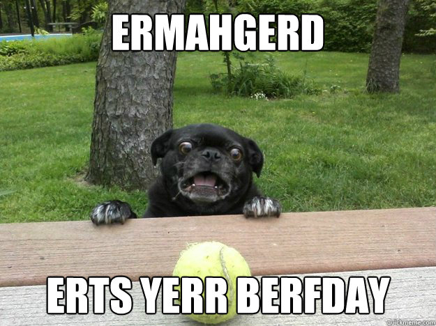 Ermahgerd erts yerr berfday  Berks Dog