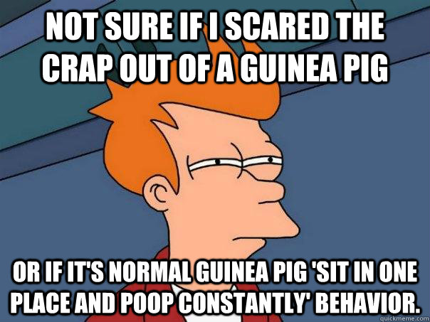Not sure if i scared the crap out of a guinea pig or if it's normal guinea pig 'sit in one place and poop constantly' behavior.  Futurama Fry