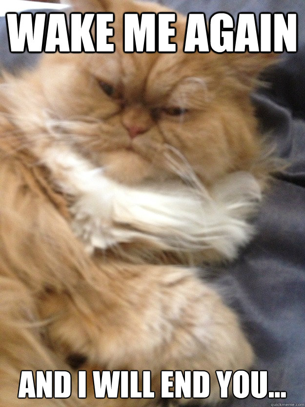 wake me again and i will end you... - wake me again and i will end you...  Grumpier Cat