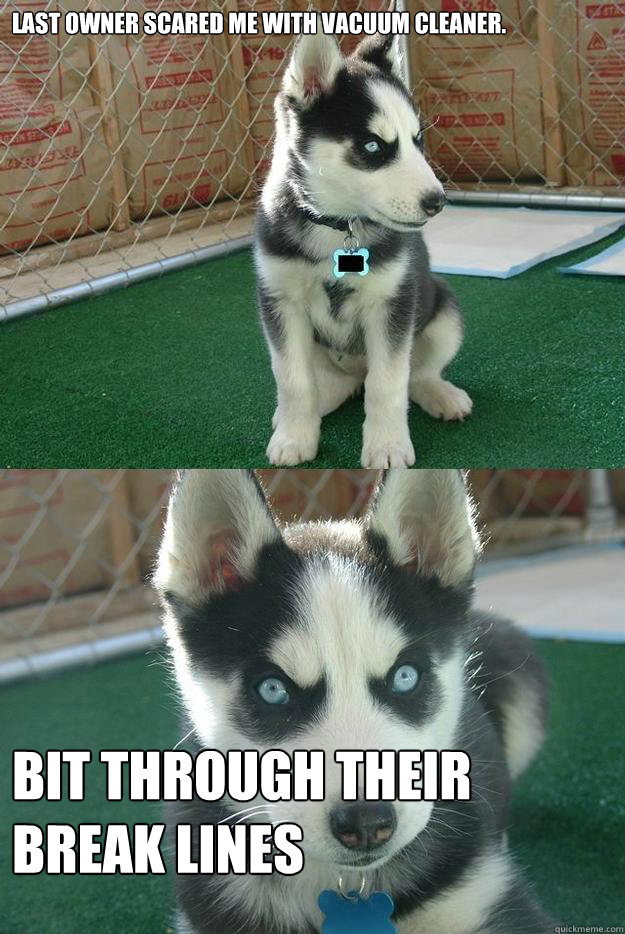 Last owner scared me with vacuum cleaner. BIT THROUGH THEIR BREAK LINES  Insanity puppy