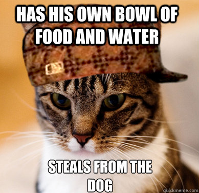 Has his own bowl of food and water steals from the dog  Scumbag Cat